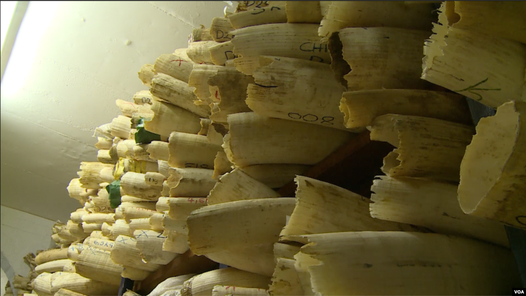 Stocks of ivory and rhino horns at Zimbabwe Parks and Wildlife Management Authority in Harare, June 19, 2019. (C. Mavhunga/VOA)