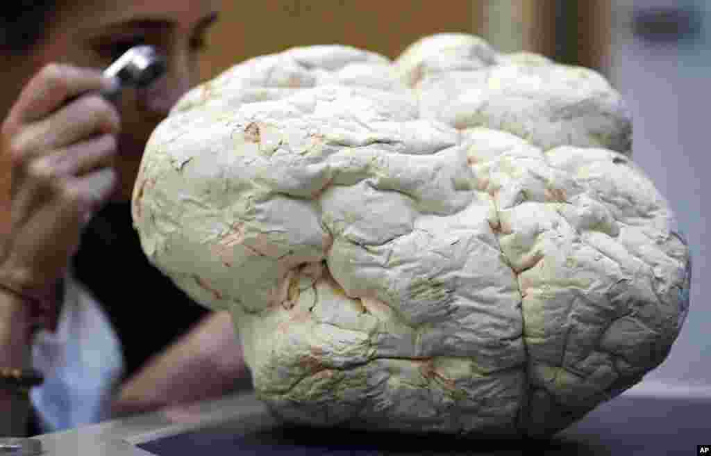 Scientist Laura Martinez-Suz examines the Calvatia Gigantea fungus, one of the biggest once also called puffball, at Kew Gardens' fungarium in London, Sept. 11, 2018.