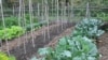 How To Extend Your Growing Season