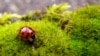 Scientists Say Many ‘Good’ Insects Are Disappearing