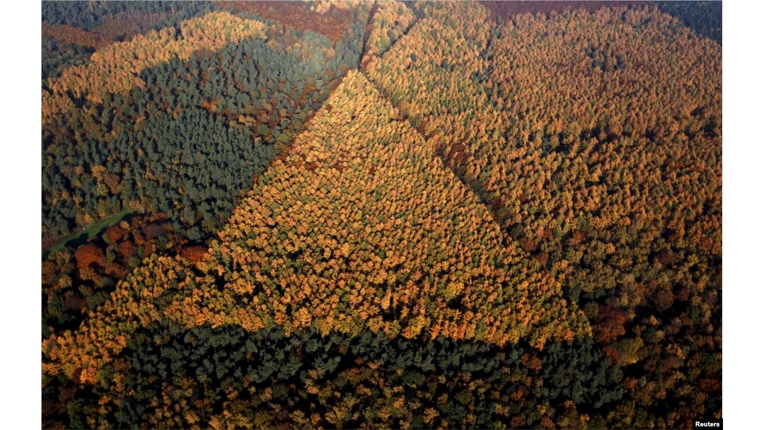 FILE - An aerial view shows a mixed forest on a sunny autumn day in Recklinghausen, Germany, Oct. 31, 2015.