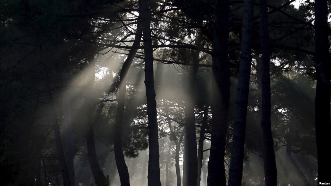 FILE - The autumn sun shines through a pine forest in Andernos near Bordeaux, southwestern France, Sept. 30, 2014. 