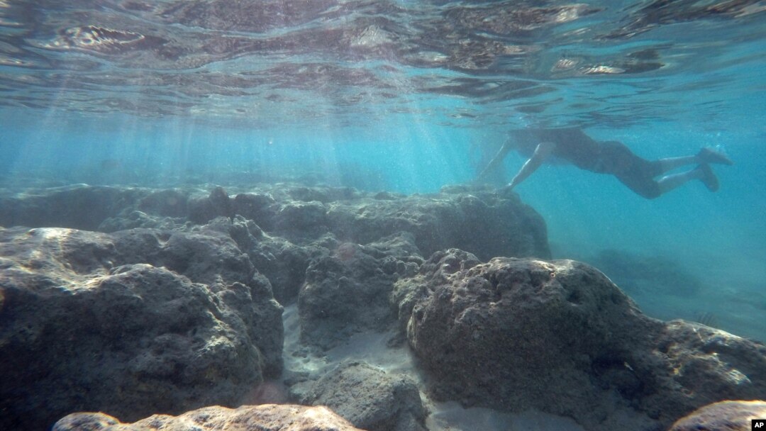 FILE - A man rests his hand on a dead reef as he snorkels in Oahu’s Hanauma Bay on Wednesday, May 6, 2016 near Honolulu, Hawaii. (AP Photo/Caleb Jones)