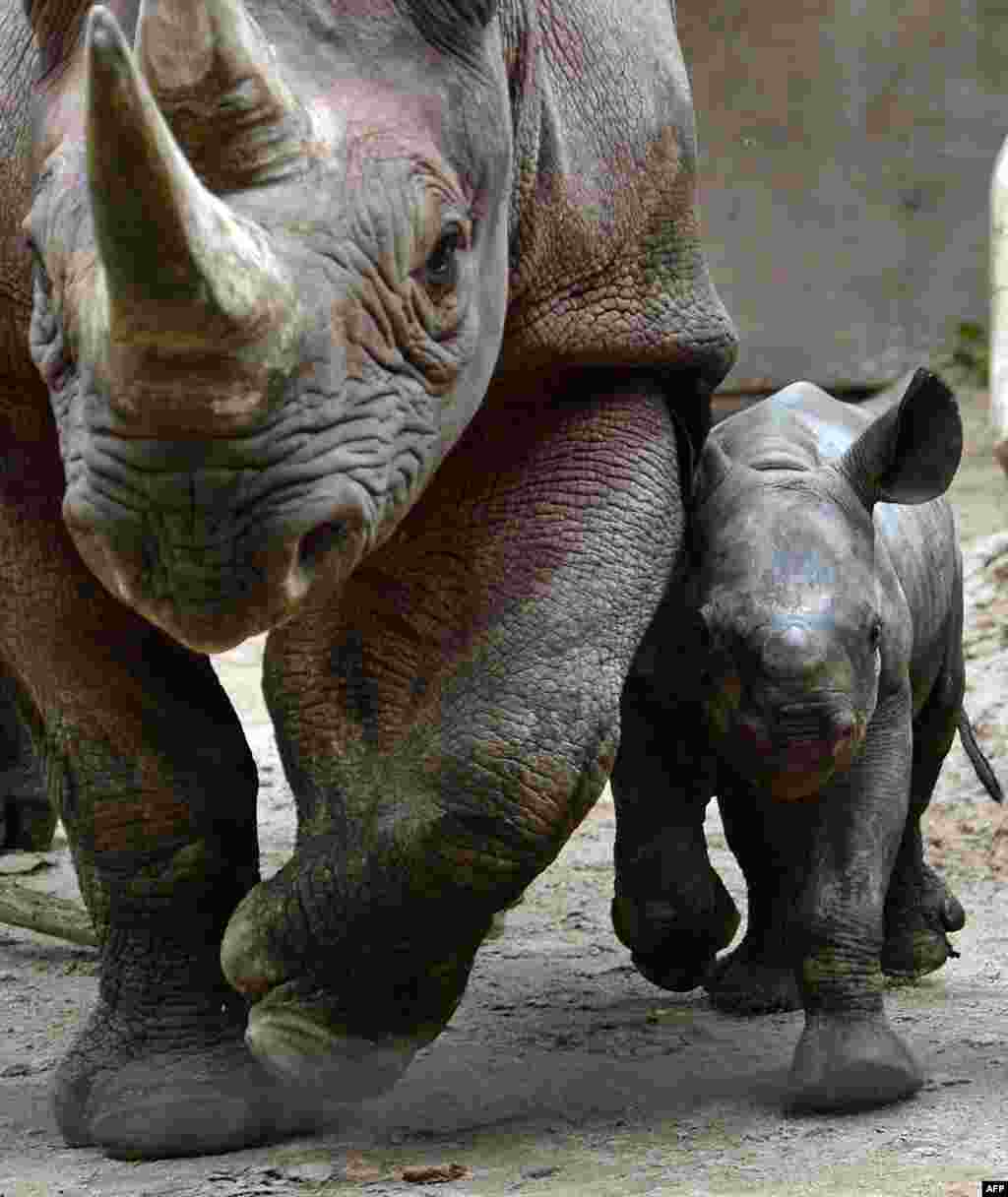 A two-week-old Rhino and its mother walk around their enclosure at the zoo in Leipzig, eastern Germany.