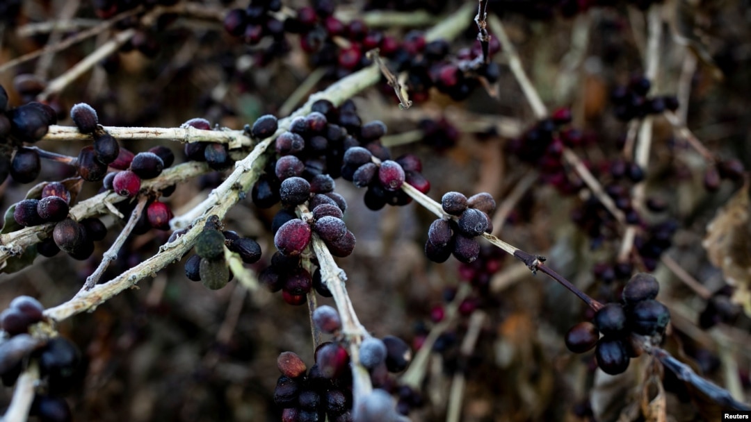 FILE - Frosted leaves and coffee cherries hang on coffee crops that were affected by frosts as a strong cold snap hit the south of the top Brazilian producer state of Minas Gerais, in Varginha, Brazil, July 30, 2021. 
