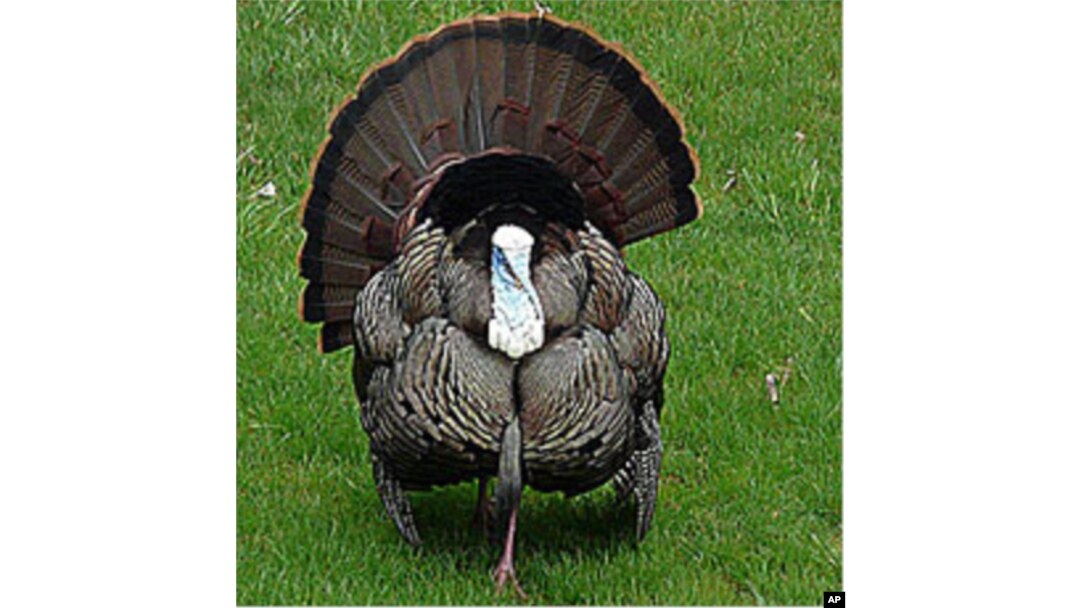We can be pretty certain that the Pilgrim and Indians' turkey, if indeed its meat was on the table, was a lean, tough wild variety - not a fine, fat gobbler like this