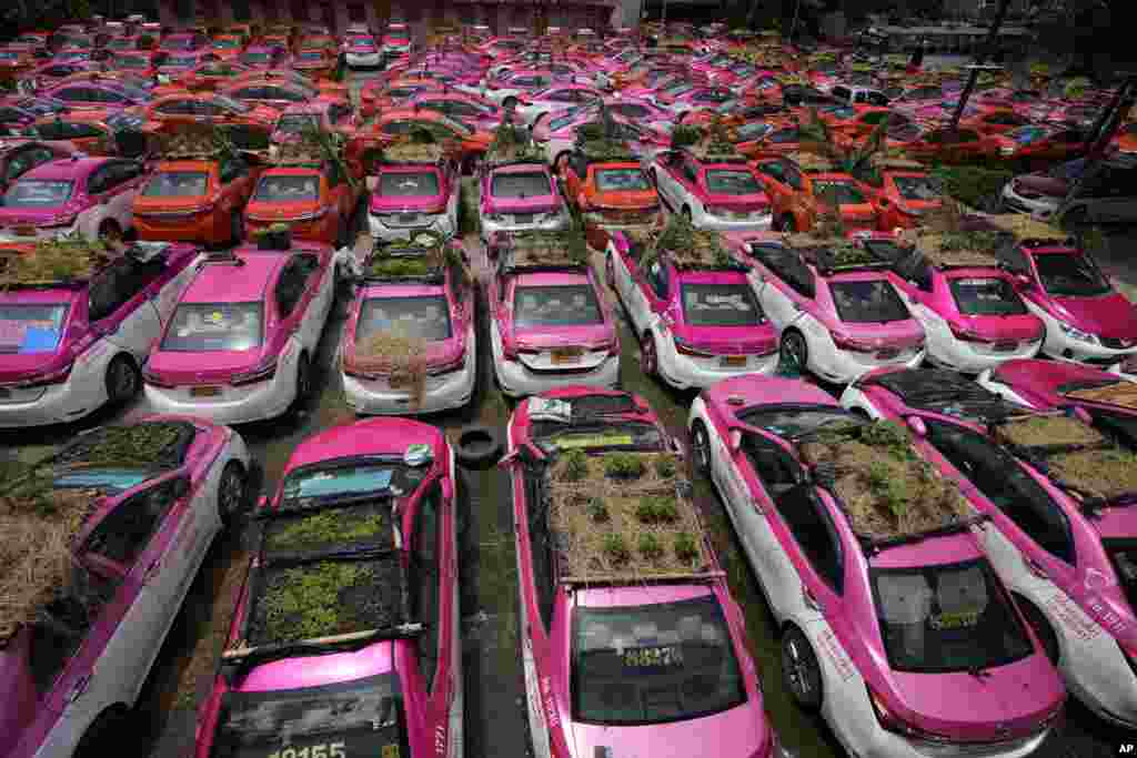 Miniature gardens are planted on the rooftops of unused taxis parked in Bangkok, Thailand. Taxi fleets are giving new meaning to the term “rooftop garden,” as they utilize the roofs of cabs idled by the coronavirus crisis to serve as small vegetable plots and raise awareness about the plight of out of work drivers. 