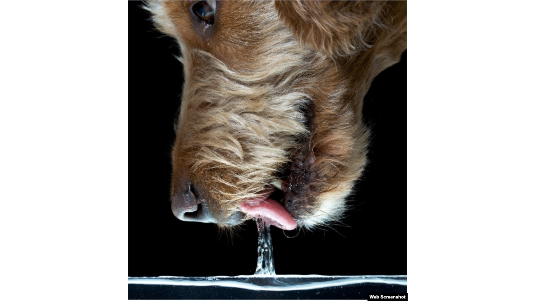 How Do Dogs Drink?