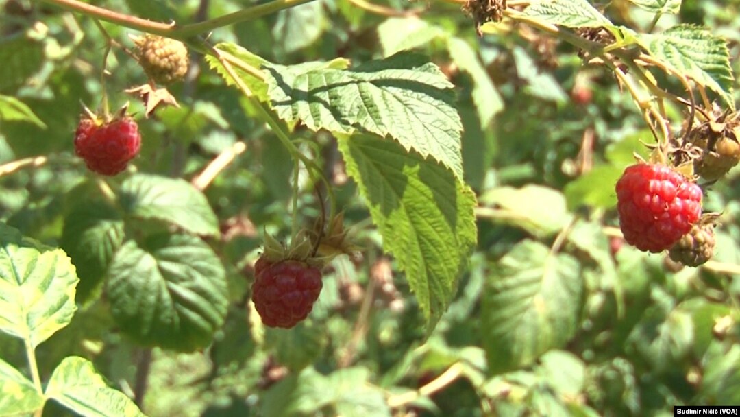 Maline u šarplaninskom kraju