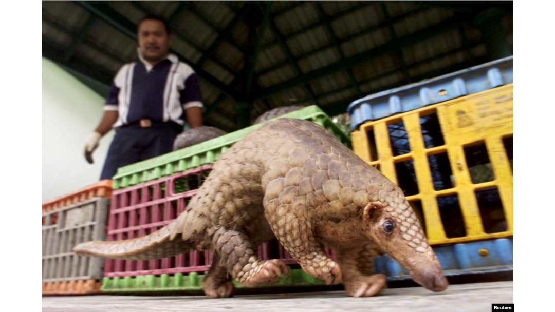 FILE- A Malaysian pangolin walks past cages containing 45 others as a wildlife officer watches in Kuala Lumpur, Aug. 8, 2002.