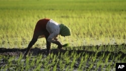 la agricultura es uno de los sectores que reciben ideas para el concurso Tech-I.