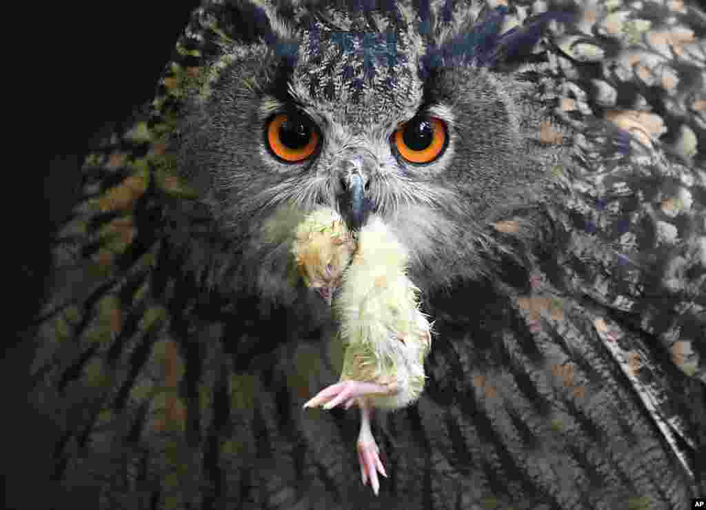 An eagle owl holds a small dead bird in his beak at his enclosure in a park in Essen, Germany.