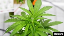 大麻植物。