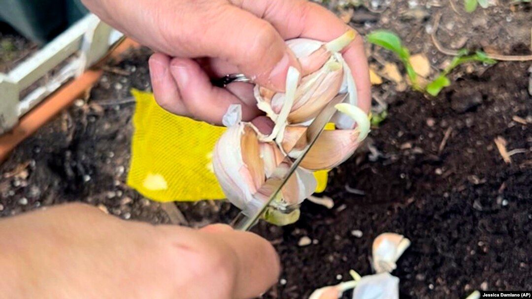 In this Oct. 16, 2021, image provided by Jessica Damiano, a garlic bulb is separated into cloves for planting. (Jessica Damiano via AP)