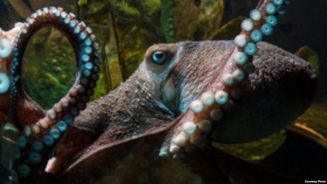 Inky the octopus is seen prior to his escape in this photo from the National Aquarium of New Zealand.