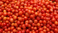 Namibe: Colheita de tomate e milho afectadas por pragas - 1:52