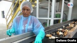 El oro, la langosta, la carne bovina y el café encabezan la lista de los principales productos de exportación de Nicaragua. [Archivo]