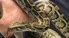 Three fatty acids found in python blood could lead to a new drug for human heart patients.
