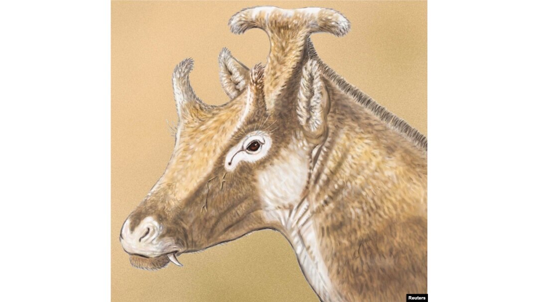 An artist' illustration shows a reconstruction of Xenokeryx amidalae, meaning "strange horn of Amidala," in this image released Dec. 2, 2015.