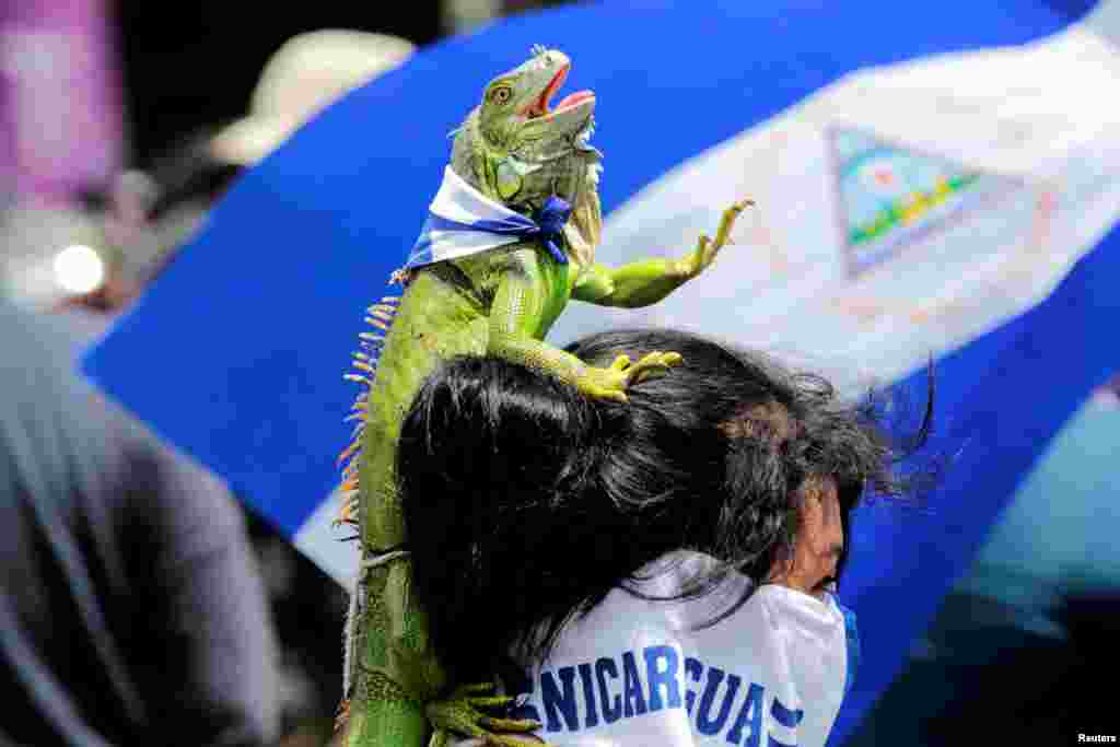 An anti-government protester carries an iguana on her head, as she takes part in a protest against Nicaraguan President Daniel Ortega's government in Managua, Sept. 15, 2018.