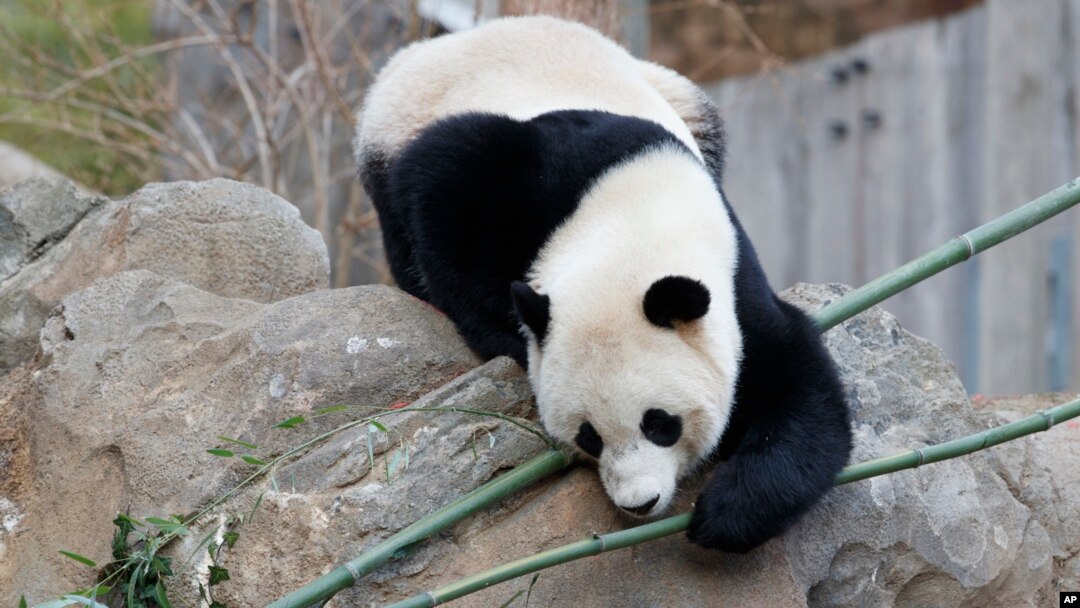 Bao Bao, the beloved 3-year-old panda at the National Zoo in Washington, enjoys a final morning in her bamboo-filled habitat before her one-way flight to China to join a panda breeding program, Feb. 21, 2017. 