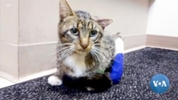 Wisconsin Cat Gets New Prosthetic Legs