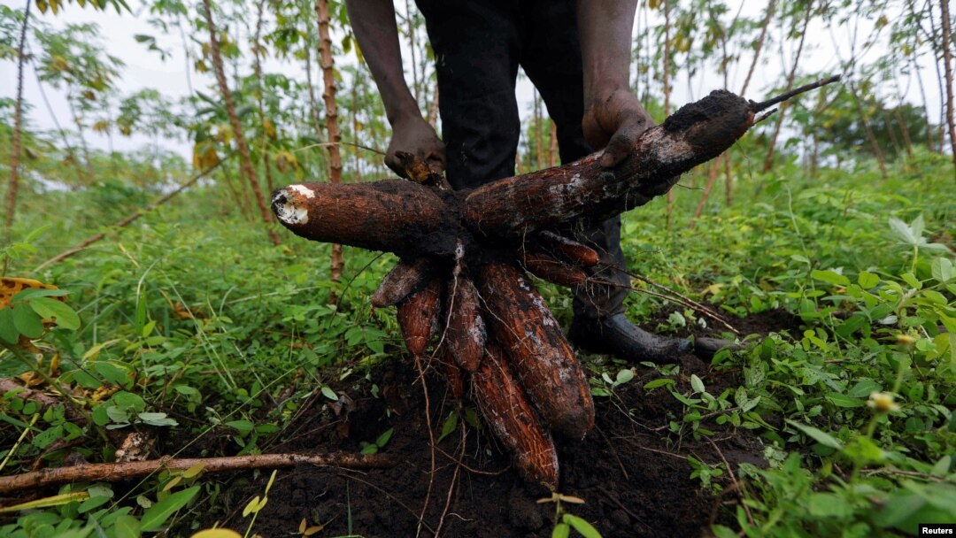 FILE - A farmer pulls out cassava during a harvest.