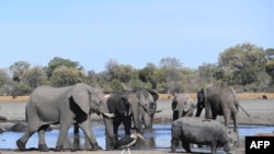 FILE - Elephants drink water in one of the channels of the Okavango Delta near the Nxaraga village in the outskirt of Maun, Sept. 28, 2019. 