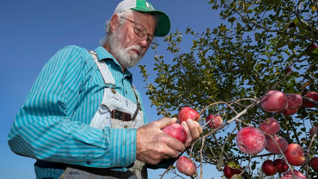 George Naylor looks over organic apples grown on his farm on September 13, 2022, near Churdan, Iowa. (AP Photo/Charlie Neibergall)