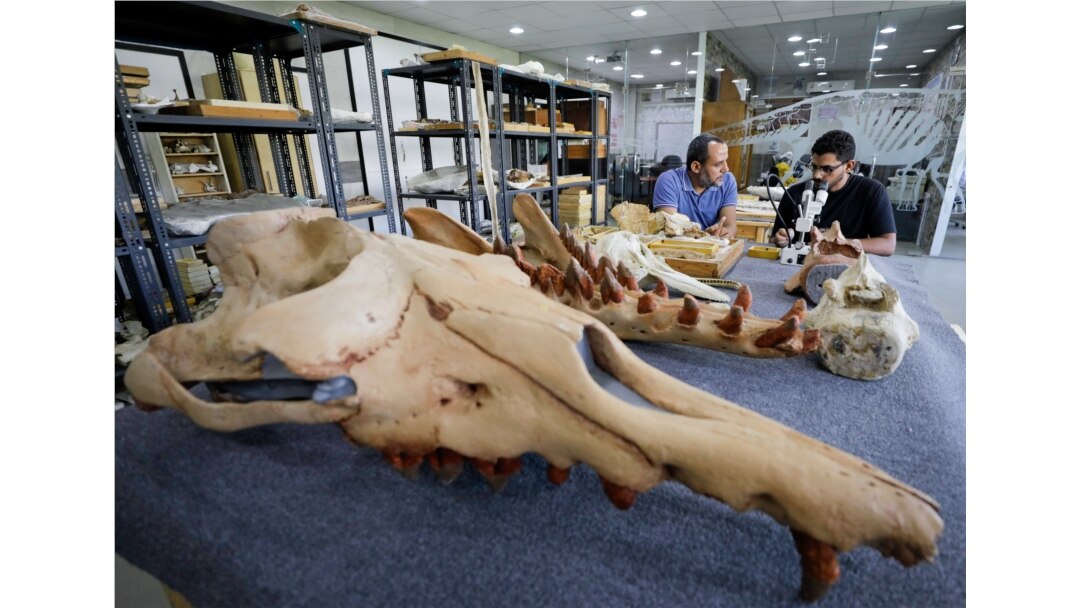 Abdullah Gohar works on renovating the 43 million-year-old fossil of a previously unknown amphibious four-legged whale species. REUTERS/Mohamed Abd El Ghany