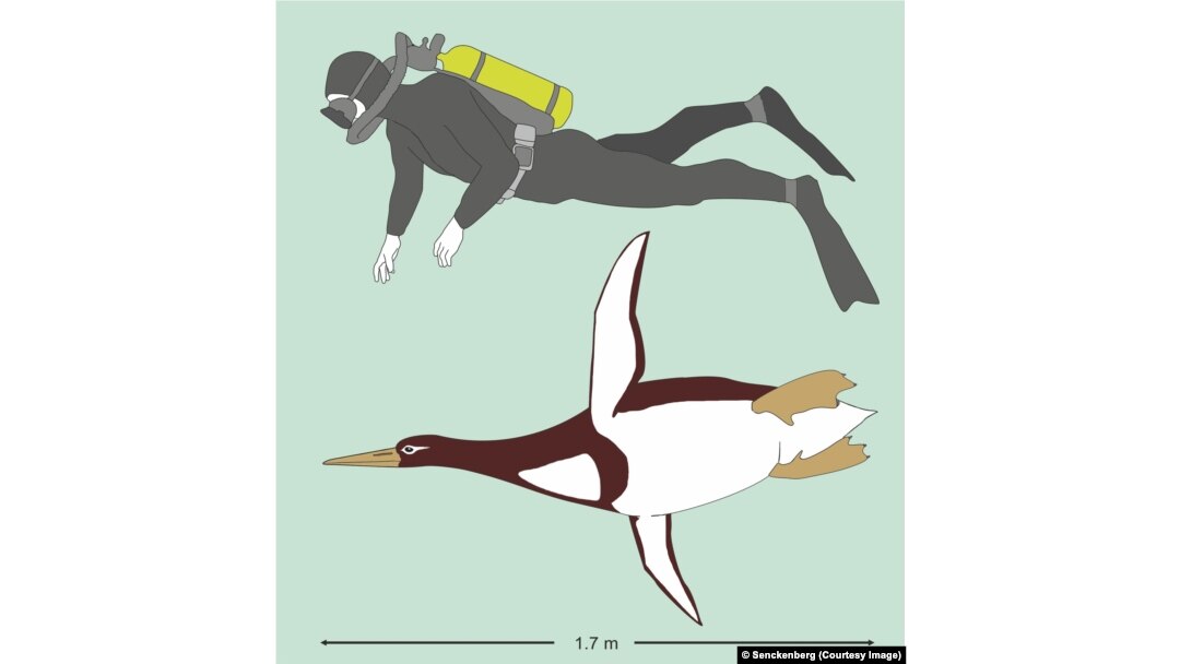 Artistic reconstruction of Kumimanu biceae in size comparison to a human diver.