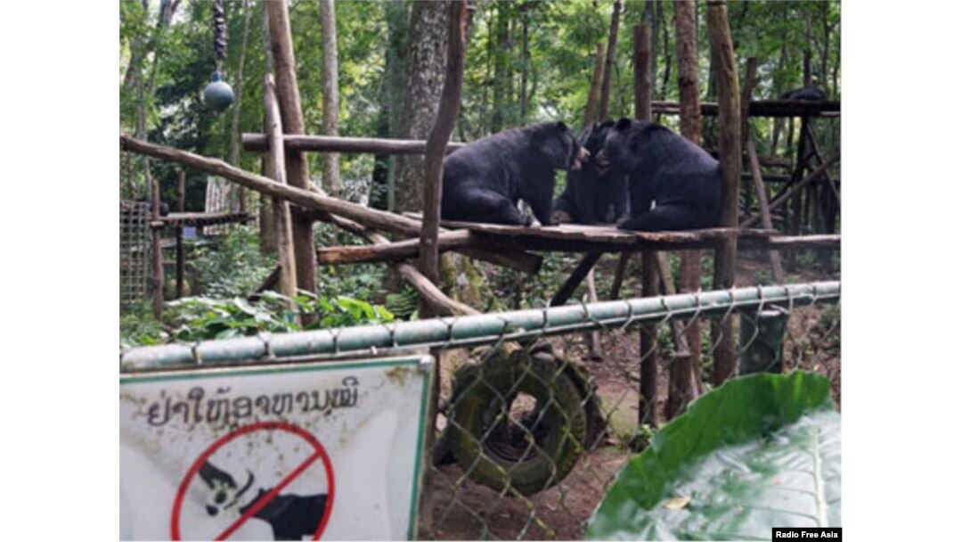 Three Asiatic black bears play at the Free the Bears Fund rescue center in Kuangxi Waterfalls Park near Luang Prabang in northern Laos, August 2017. Credit: RFA