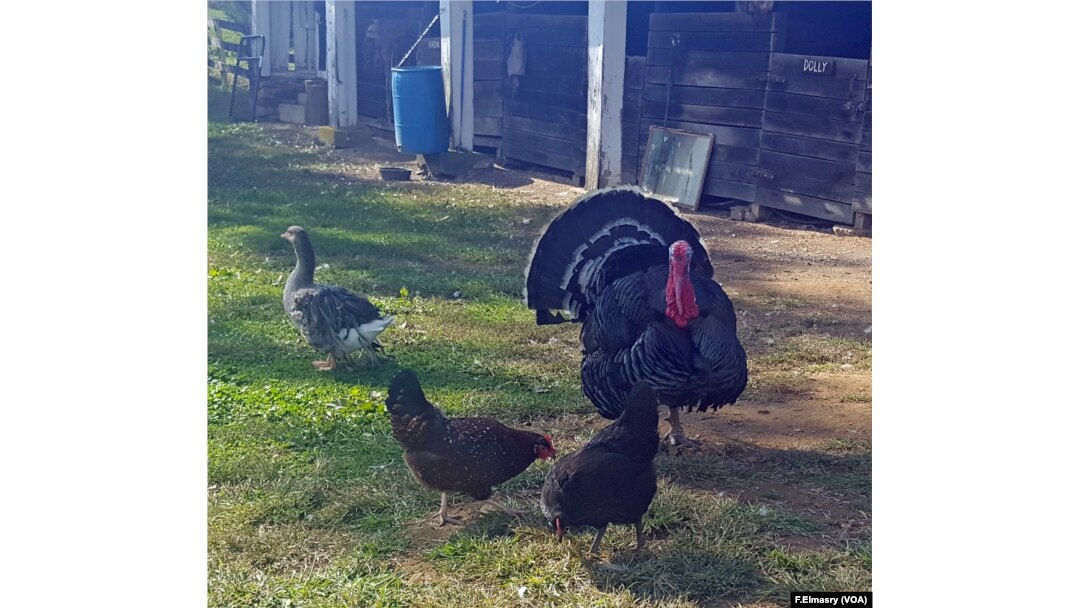 Wayland teaches kids about turkeys.