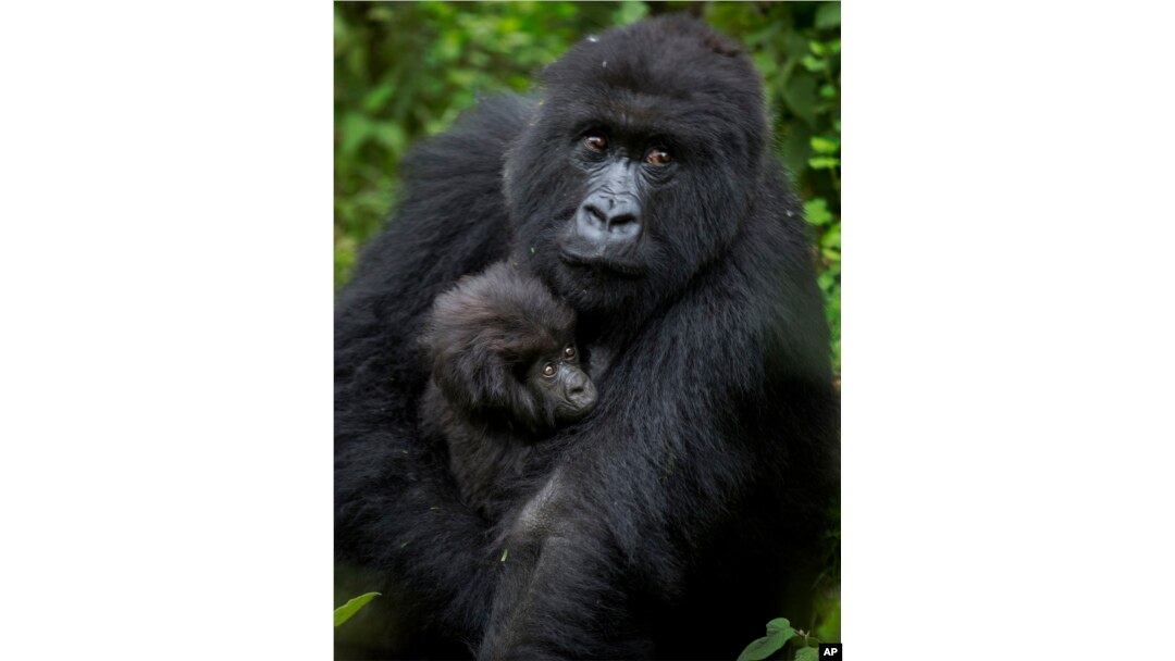 In this file photo from Friday, Sept. 4, 2015, a baby mountain gorilla is held by its mother in the forest in Volcanoes National Park, northern Rwanda. (AP Photo)