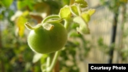 A Solanum pennellii fruit, which stays green upon ripening. (Dani Zamir's lab)