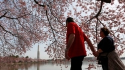 El Monumento a Washington se refleja cuando una pareja camina de la mano debajo de los cerezos a lo largo de la Cuenca Tidal en Washington el 8 de abril de 2013.