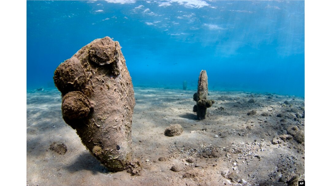 In this Sunday, Sept. 14, 2008 underwater photo, pen shells stand on the seabed in the Aegean Sea. A new parasite is devastating populations of an emblematic giant species of clam found only in the Mediterranean. (Yiannis Issaris via AP)