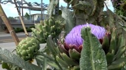 'Food Forests' In Urban Jungles