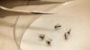 Mosquitoes are sorted at the Dallas County mosquito lab in Dallas, Texas, August 16, 2012. 