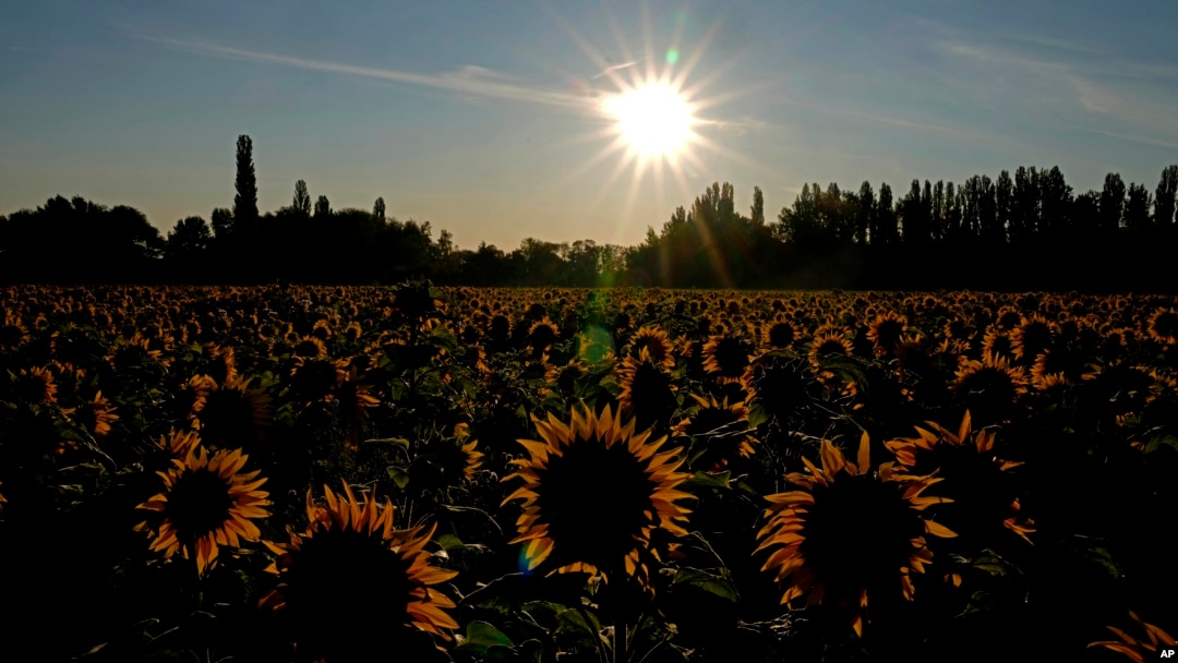 El sol sale detrás de un campo de girasoles cerca de Wernigerode, Alemania, el jueves 18 de julio de 2024. 