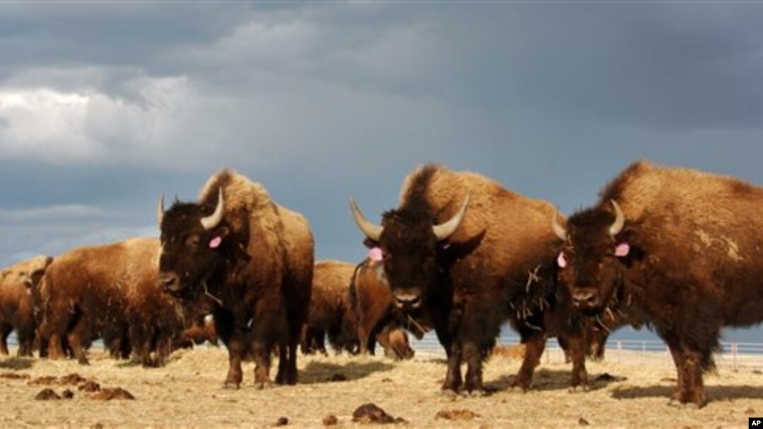 The arrival of white settlers on the Great Plains marked the beginning of the end for the horse and buffalo culture of the Indians.