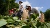 In US Northeast, Volunteers Work to Restore Native Lands