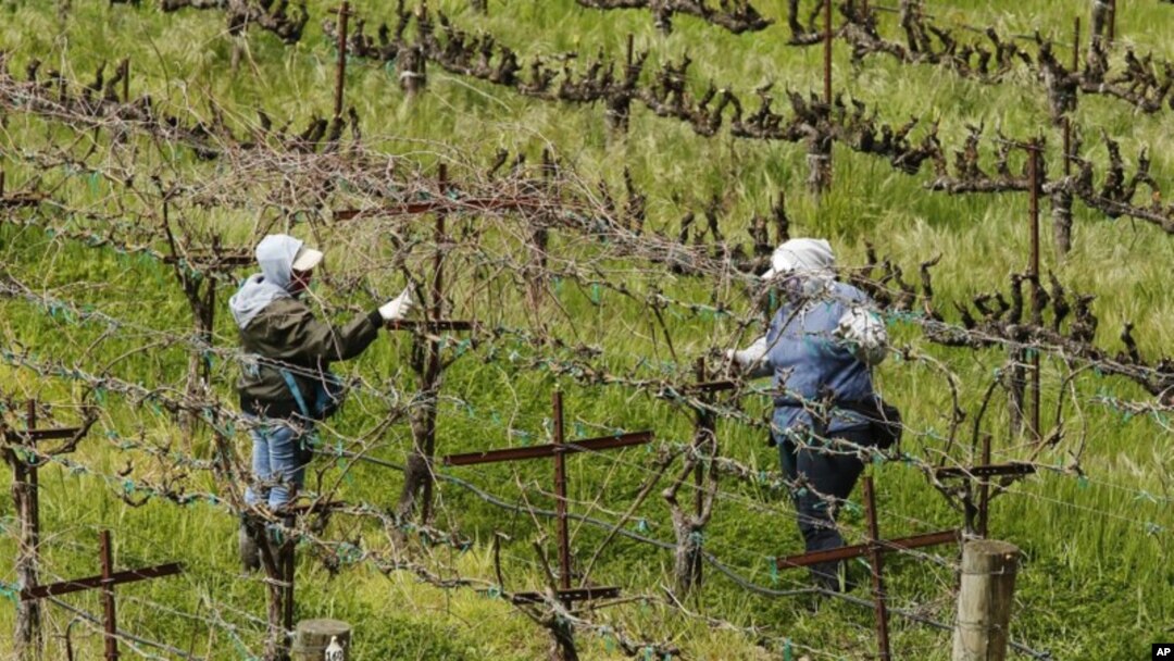 Trabajadores agrícolas mantiene una distancia entre ellos para evitar contagiarse en los viñedos californianos. 