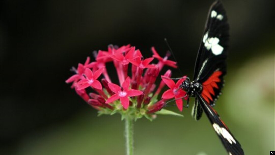 A Heliconius Charitonius is seen in the butterfly exhibit at the National Biodiversity Park near Heredia, Costa Rica (File Photo)