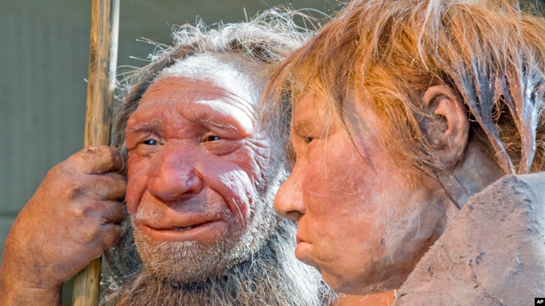 FILE - The March 20, 2009 file photo shows the prehistoric Neanderthal man "N, left, as he is visited for the first time by another reconstruction of a homo neanderthalensis called "Wilma", right, at the Neanderthal museum in Mettmann, Germany. 