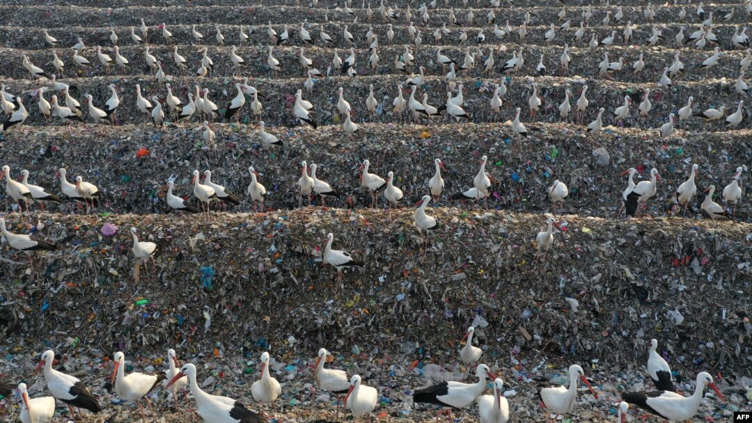 FILE - Storks gather over discarded plastic at the Tovlan landfill in the Jordan Valley, in the Israeli-occupied West Bank, Feb. 18, 2022. 