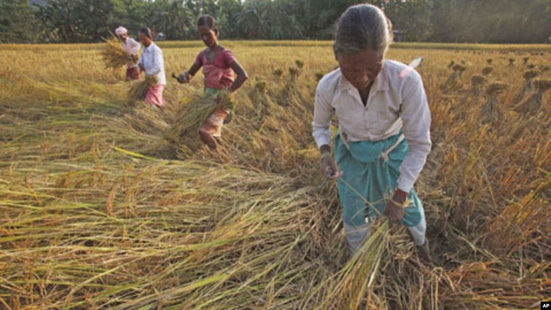 Indian women harvest rice in a field at Raja Panichanda village, outside Gauhati, India, November 2011.