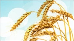 Kenyans Turn to Agriculture for Business