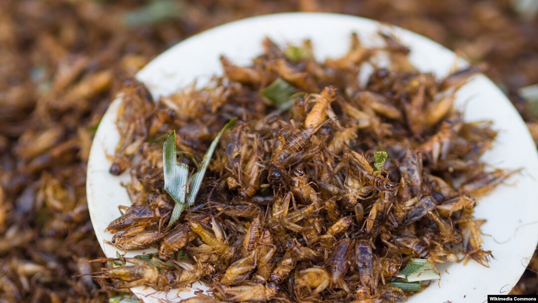 Chingrit thot is a Thai dish of deep-fried crickets. (Wikimedia Commons)