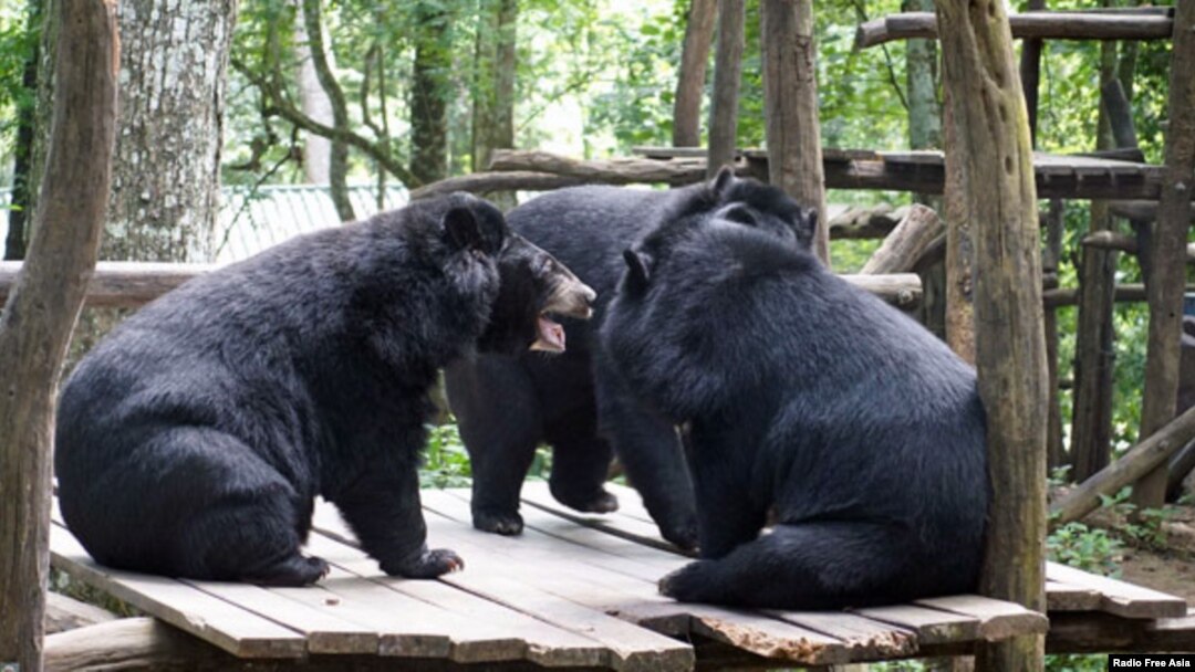 Three Asiatic black bears play at the Free the Bears Fund rescue center in Kuangxi Waterfalls Park near Luang Prabang in northern Laos, August 2017.